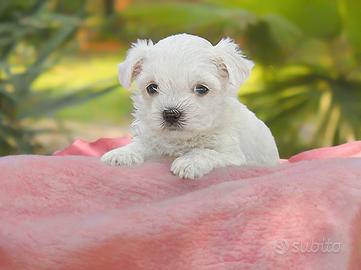 Maltese Cucciola