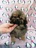 tibetan-spaniel-cuccioli