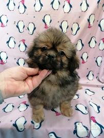 Tibetan Spaniel cuccioli