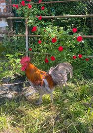 Gallo olive egger riproduttore