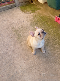 Bulldog Francese