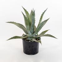 Piante Agave in vaso