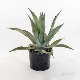 Piante Agave in vaso