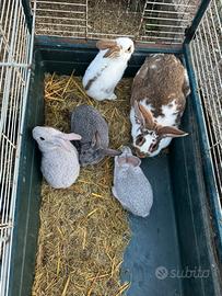 Conigli grandi da carne