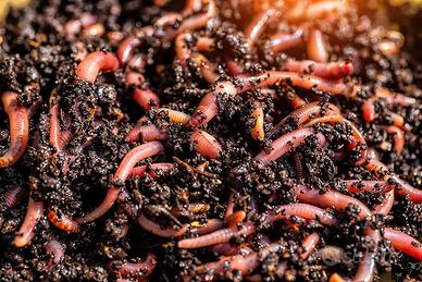 Lombrichi veronesi 500g. compostaggio humus altro