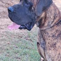 Disponibile per monta alano tigrato