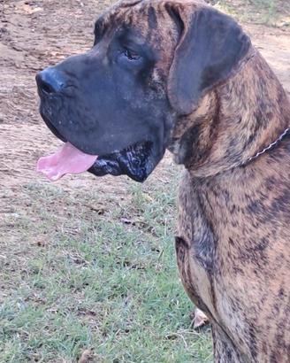 Disponibile per monta alano tigrato