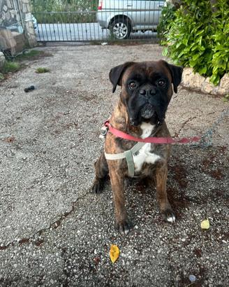 Boxer