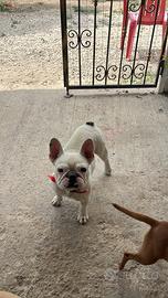 Bulldog francese femmina