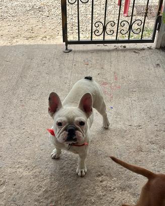 Bulldog francese femmina