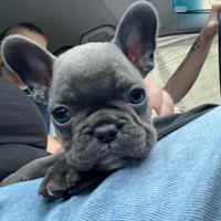 Cucciolo bulldog francese