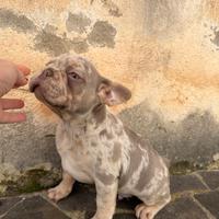 Merle Exotic Bulldog Francese