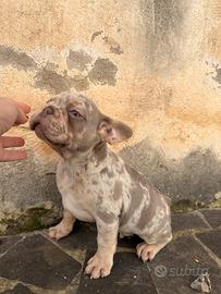 Merle Exotic Bulldog Francese