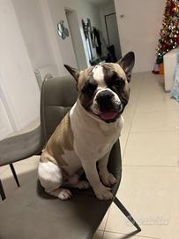 Bulldog francese