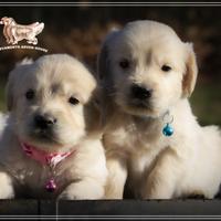 Cuccioli di Golden Retriever - Alta genealogia
