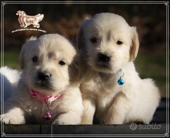 Cuccioli di Golden Retriever - Alta genealogia