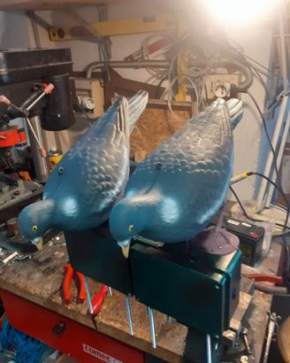 coppia colombacci motorizzati che beccano 