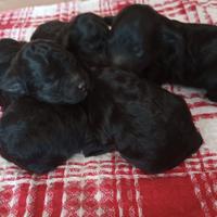 Cuccioli di barboncino neri