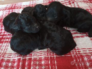 Cuccioli di barboncino neri