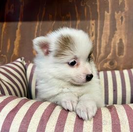 I migliori cuccioli italiani ( spitz)