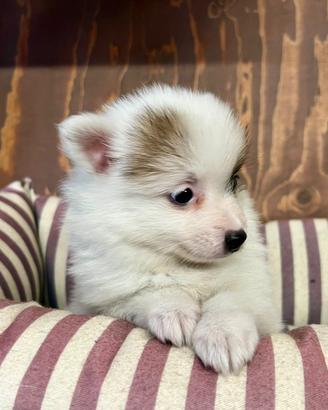 I migliori cuccioli italiani ( spitz)