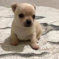 Cuccioli di chihuahua