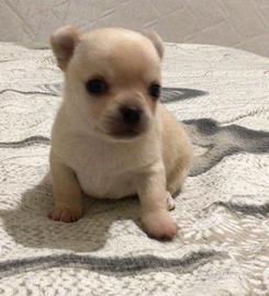 Cuccioli di chihuahua