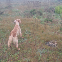 Setter inglese