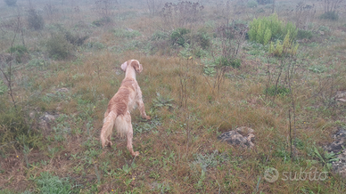 Setter inglese