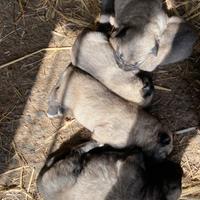 Cuccioli di kangal