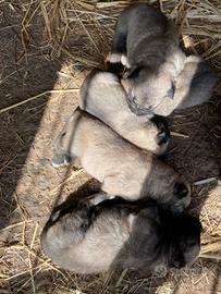 Cuccioli di kangal