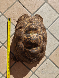 3 tartaruga stigmochelys pardalis