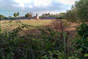 Terreno agricolo in San Cesario di Lecce