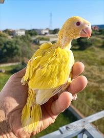 Parrocchetto dal collare