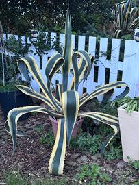 Pianta Agave 1.60 metri