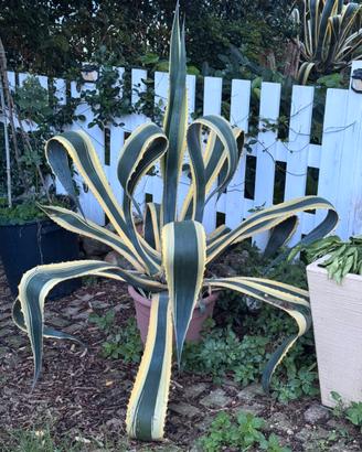 Pianta Agave 1.60 metri