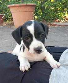 ciccioli jack rassel parson
