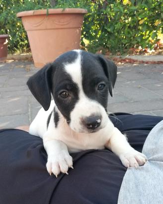 ciccioli jack rassel parson