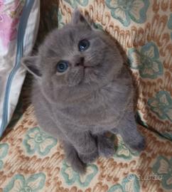 Piccoli British shortair