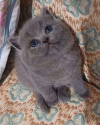 Piccoli British shortair