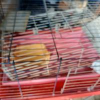 Gabbia x conigli cavie