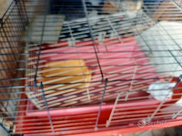 Gabbia x conigli cavie
