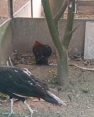 Galline anatre