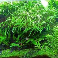 Piante acquario microsorum stayurogyne pesci