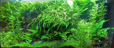 Piante acquario microsorum stayurogyne pesci