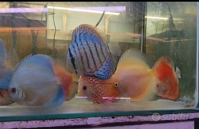 Discus