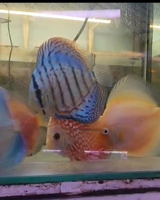 Discus