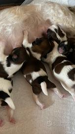 Cuccioli Shih tzu