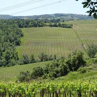 Azienda agricola Vitivinicola 150 ha Firenze