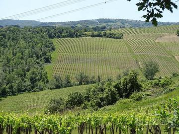 Azienda agricola Vitivinicola 150 ha Firenze